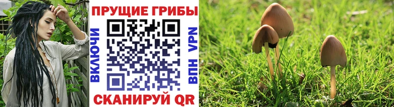 Псилоцибиновые грибы Cubensis  купить наркотик  Тула 